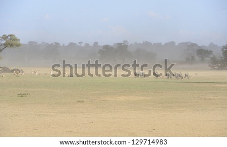 Desert landscape showing plains game and a dust storm in the background,  NOSSOB, Kgalagadi transfrontier park,south africa. The Nossob is a fossil river that flows about once every hundred years