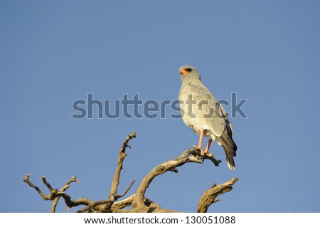 Pale chanting Goshawk (Melierax canorus) on hunting perch. Hunts small rodents and reptiles from a conspicuous perch