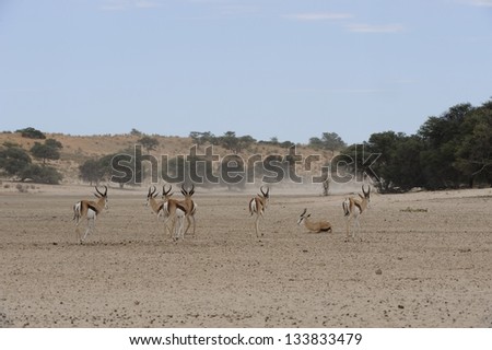 Springbok (Antidorcas marsupialis). Young bachelors in the Dry Nossob riverbed during a dust storm. Kalahari desert, Kgalagadi transfrontier park, South Africa