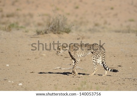 Starving Cheetah (Acinonyx jubatus) in the Kalahari desert. A leg injury prevents the predator from hunting successfully and it is close to death