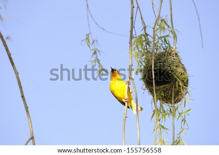 Cape weaver (Ploceus capensis)  displays during nesting season. The male bird builds a nest and tries to attract a mate by displaying at the nest site, Underberg, Kwazulu Natal, South Africa.