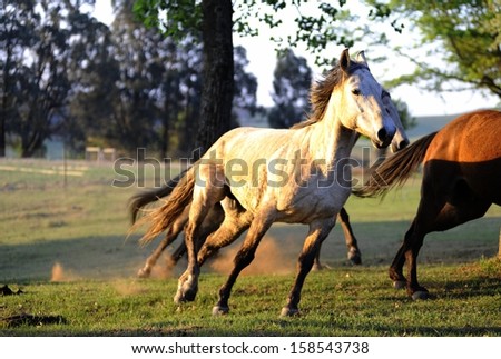 Galloping Mustang. Horses gallop in a paddock on a farm, Underberg, Kwazulu Natal, South Africa