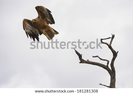 Tawny Eagle (Aquila rapex) in flight, Kalahari Desert, Kgalagadi transfrontier Park, Northern Cape, South Africa. A large and imposing bird of prey