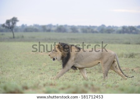African Lion (Panthera leo). Black-maned pride male in the Kalahari desert, Northern Cape, South Africa.  Patrolling terrirory