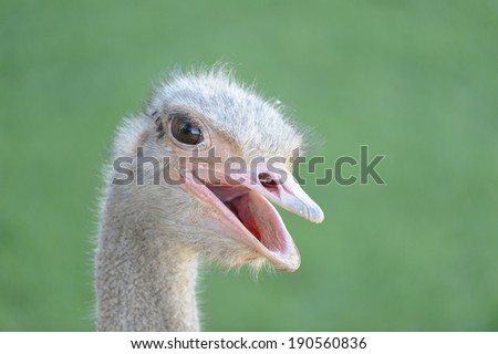 Close up of the head of a female ostrich (Struthio camelus),  Northern Cape, South Africa