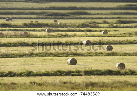 hay bales wrapped in polythene lie in a terraced field in the drakensberg, south africa