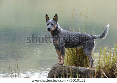 australian cattle dog (aka blue heeler)  puppy poses on a rock at the edge of a lake.