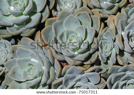 rain droplets caught in the geometric patterns formed by the leaves of a succulent