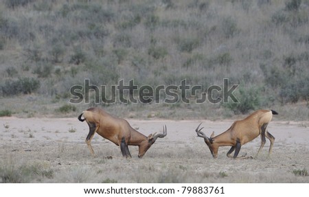rival bull red or cape  haartebeest (Alcelaphus caama) fight for territory  in the kgalagadi trans-frontier park, south africa