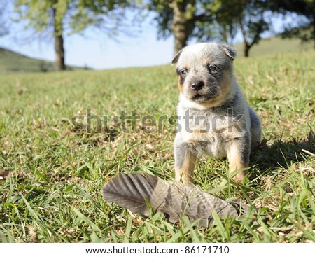 Australian cattle dog pup at four weeks old They are born white and begin to get their adult colour at about this age.