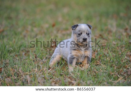 australian cattle dog (aka Blue heeler) puppy aged five weeks from the Inchgarth cattle dog stud, Himeville,south africa