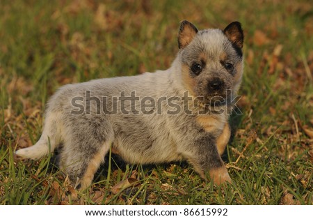 australian cattle dog puppy aged four weeks