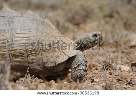leopard tortoise (geochelone pardalis) in the karoo. close up of a tortoise that can attain 20kgs