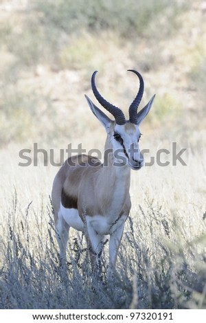 Springbuck  (Antidorcus marsupialis) ram in the Kgalagadi transfrontier park,northern cape,south africa