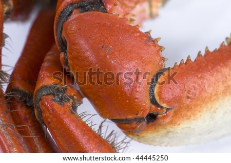 Detail of Crab legs - delicious sea fruit food .