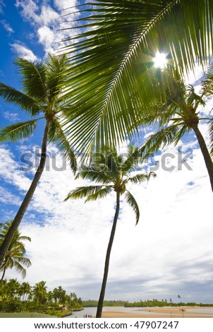 Coconut tree filtering the sun light in the tropical beach .