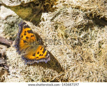 butterfly rash, Aglais urticae