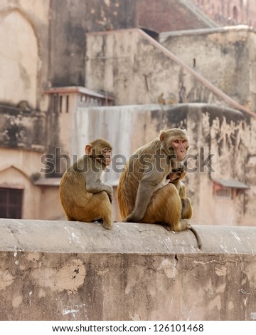 Monkey mother feeding her son milk. Agra Fort. India.
