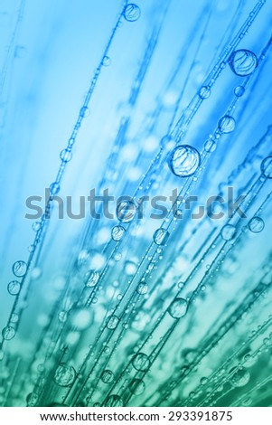 Abstract macro photo of plants with water drops.