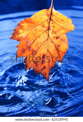Autumn yellow leaf with drops in the rain on a dark blue background. Under leaf - a pool.