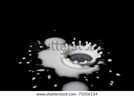 Macro photo of drop cow milk over black reflecting surface with beautiful crown. Copy-Space.
