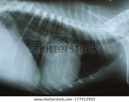 X-ray of the thorax of a dog