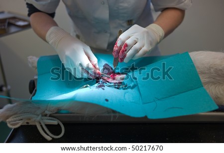 Veterinary surgeon