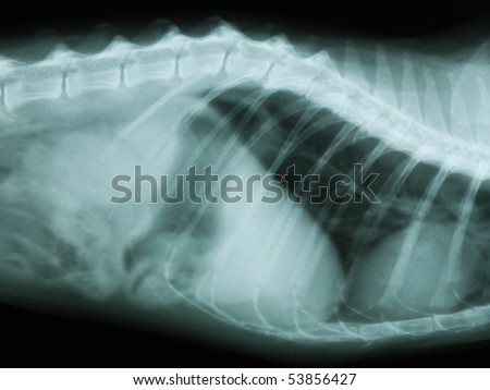 X-ray of the thorax and abdomen of a cat