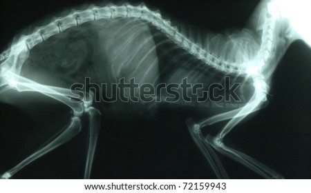 X-ray of thorax and abdomen of a cat
