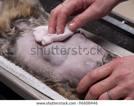 Close up of the belly before an operation on a cat with breast cancer