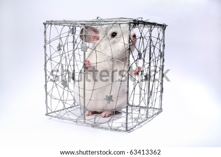 chinchilla sits in a decorative christmas box on a grey background
