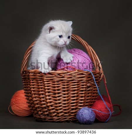 The British marble kitten in a basket with balls