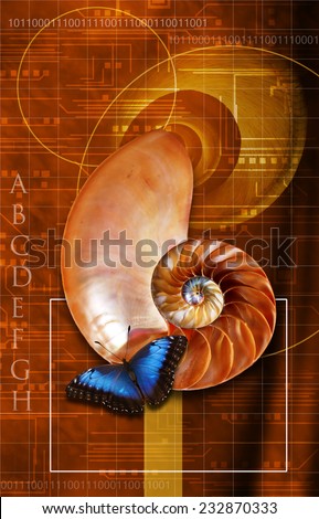 butterfly and nautilus shell with geometry shapes, letters and numbers, science and nature concept