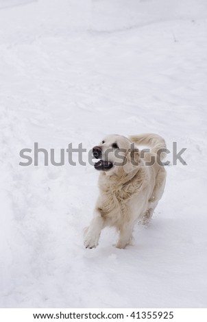 dog golden retriever in snow with joyful expression