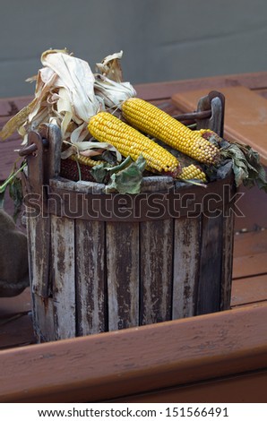 Still life shot: corn ears in wooden bucket
