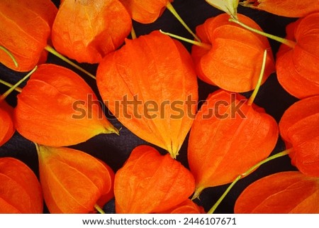 Similar – Foto Bild Physalis | Lampionblume | Herbstschätze | sammeln & dekorieren.