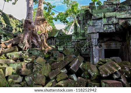 Giant tree covering the stones of temple in Angkor Wat (Siem Reap, Cambodia).