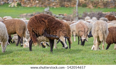 Sheep scratching head in front of flock of sheep