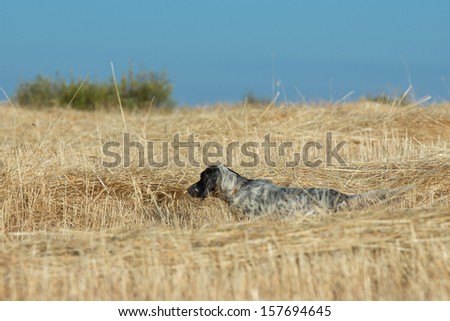 Side view of Black dotted setter purpurebred dog in alert over cultivated wheat field