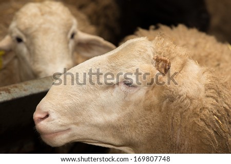 Side view of ram head without left ear, closeup composition