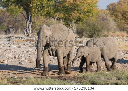 Mom and baby elephants getting into waterhole in Etosha