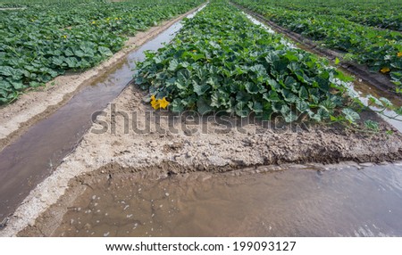 Wide angle view of pumpkin field and irrigation on early stage
