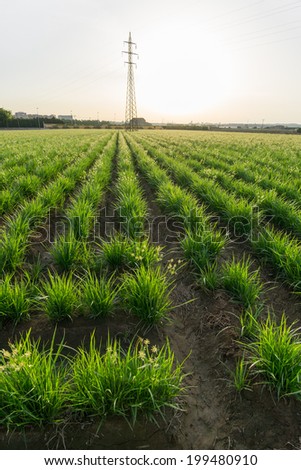 Wide angle view of tiger nut plantation and electric tower on backlight at sunset