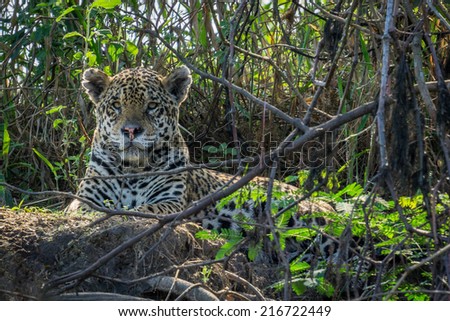 Front view of Jaguar resting in riverbank, Pantanal, Brazil