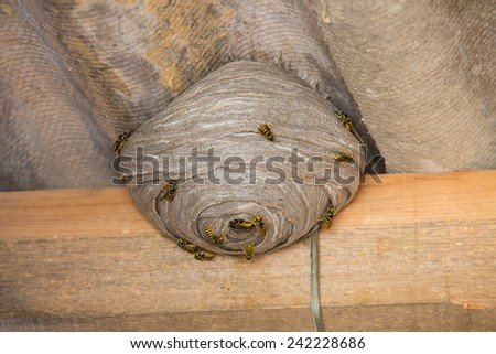 Closeup view of wasps and huge nest below asbestos roof