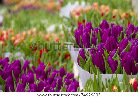 Colorful tulips closeup on sale in Amsterdam flower marke