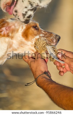 Pointer pedigree dog with quail in mouth and hunter hand