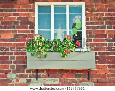 A geranium plant in a window box