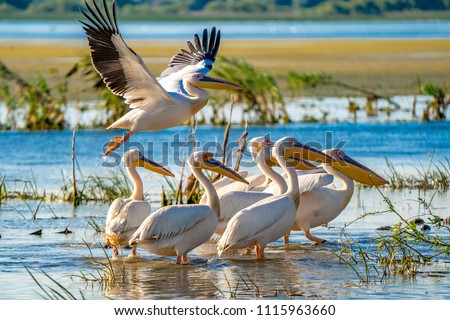 Similar – Image, Stock Photo Pelican flies as a silhouette before the evening sky