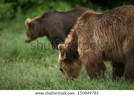 Brown bears eating couple of bears